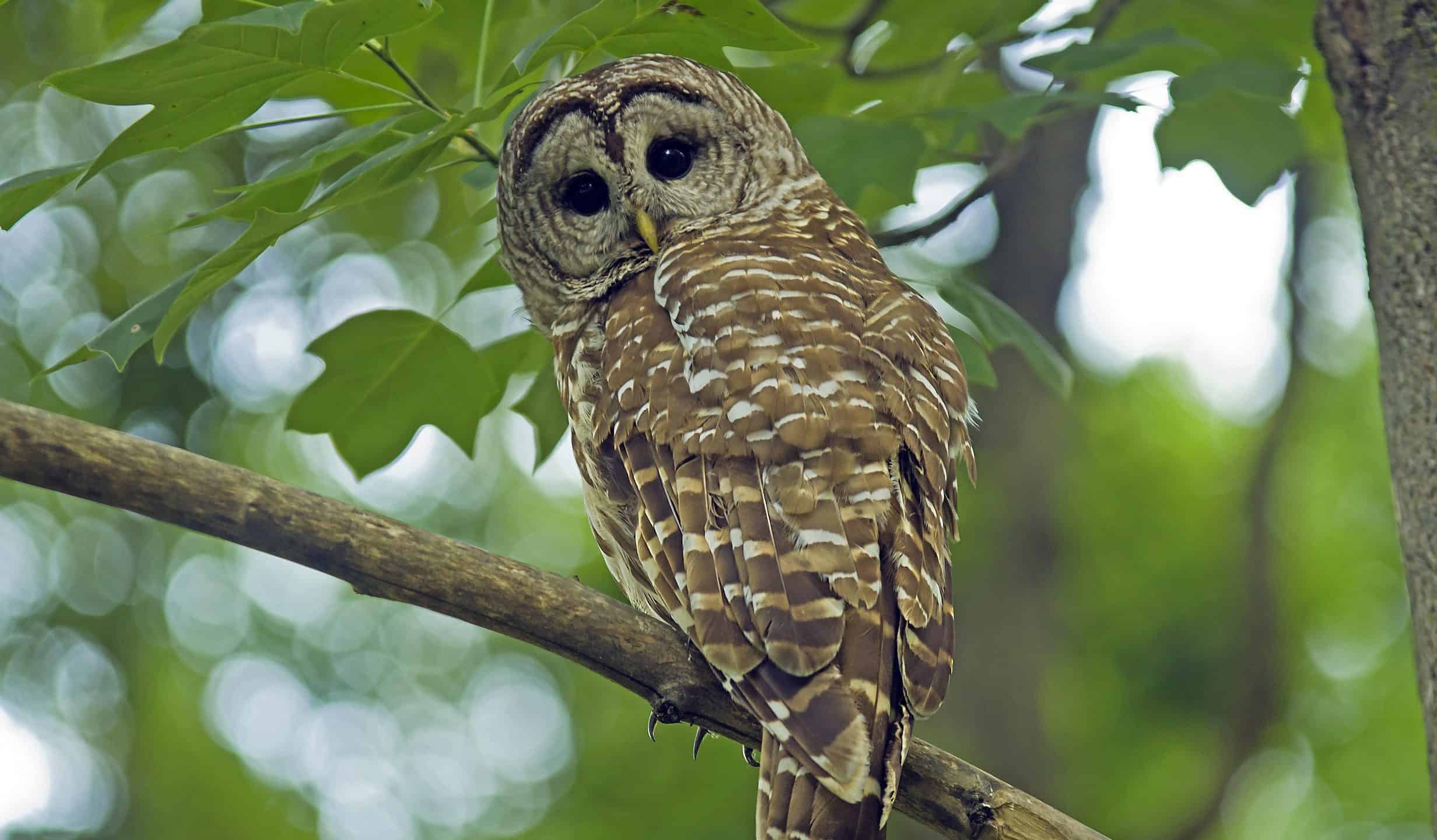 male spotted owl