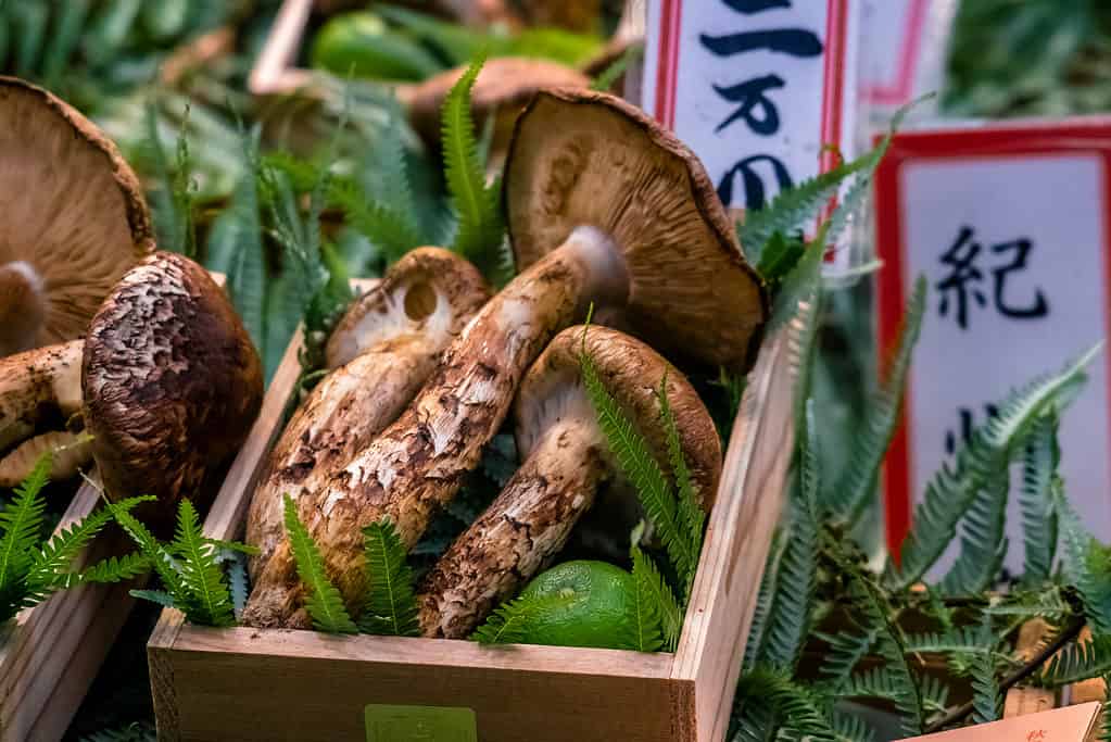Matsutake mushrooms in a bin