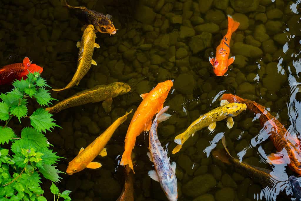 Koi fish in Japanese garden pond