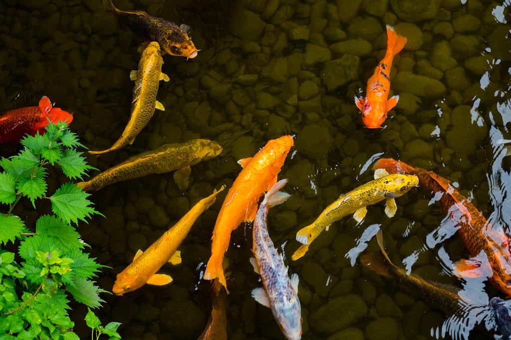 Koi Fish Facts  Cyprinus rubrofuscus koi - A-Z Animals