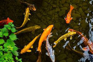 Discover the Most Expensive Koi Fish Ever Sold Picture