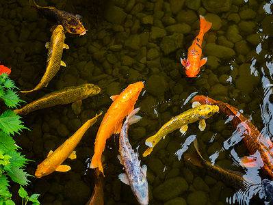 A Discover the Most Expensive Koi Fish Ever Sold
