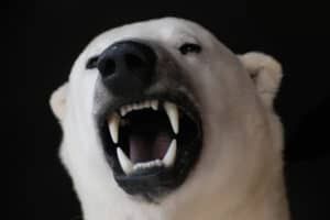 Polar Bear Spirit Animal Symbolism & Meaning photo