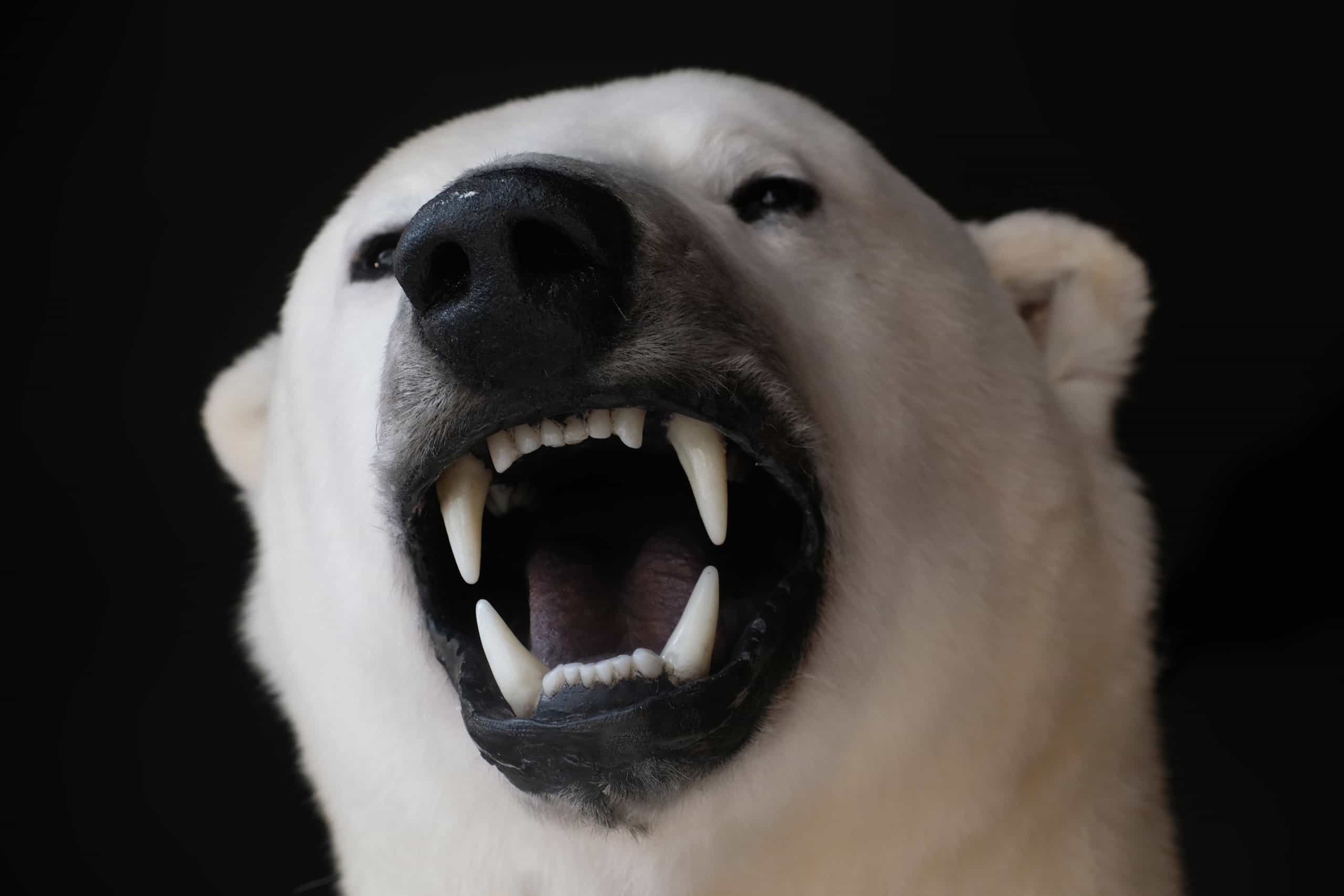Polar Bear Spirit Animal Symbolism & Meaning - A-Z Animals