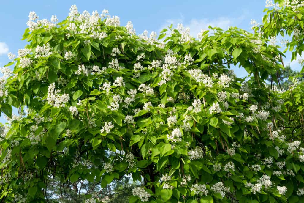Northern Catalpa (Catalpa speciosa) with white flowers in full bloom