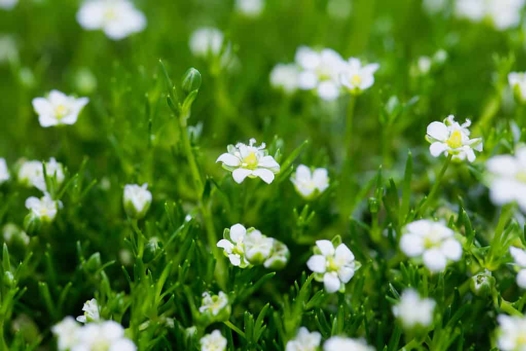 Tiny white star-shaped flowers punctuate a frame filled with green. 