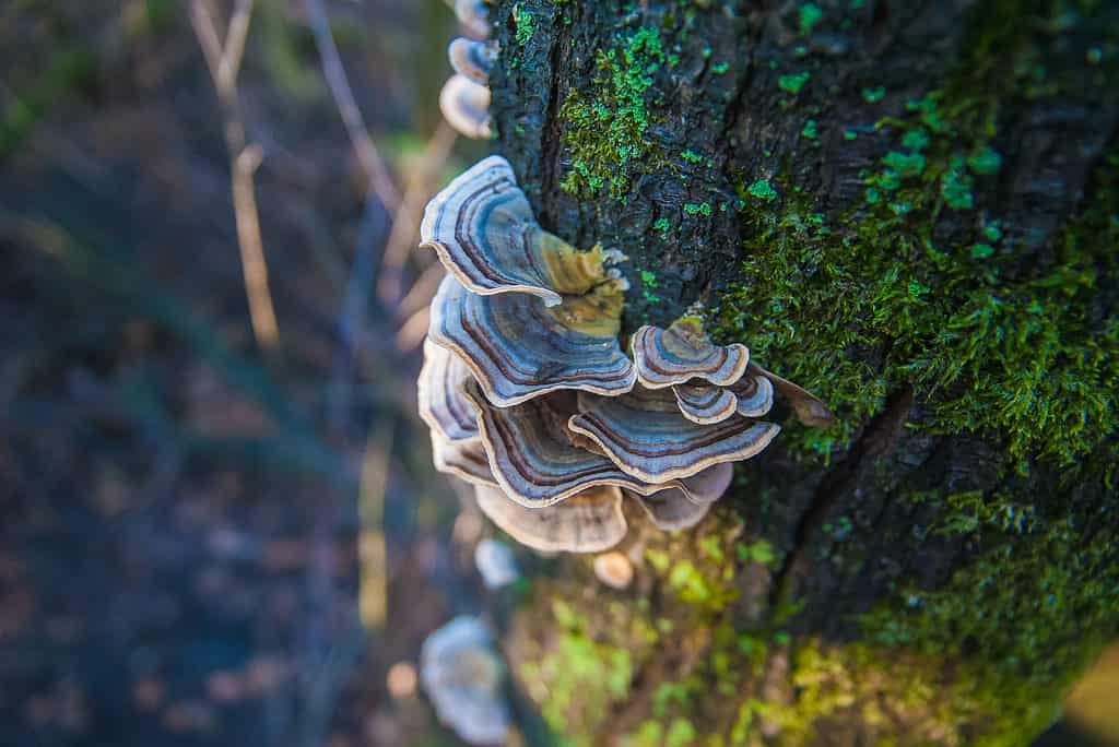 A turkey-tail mushroom growing from the side of a moss-covered tree trunk