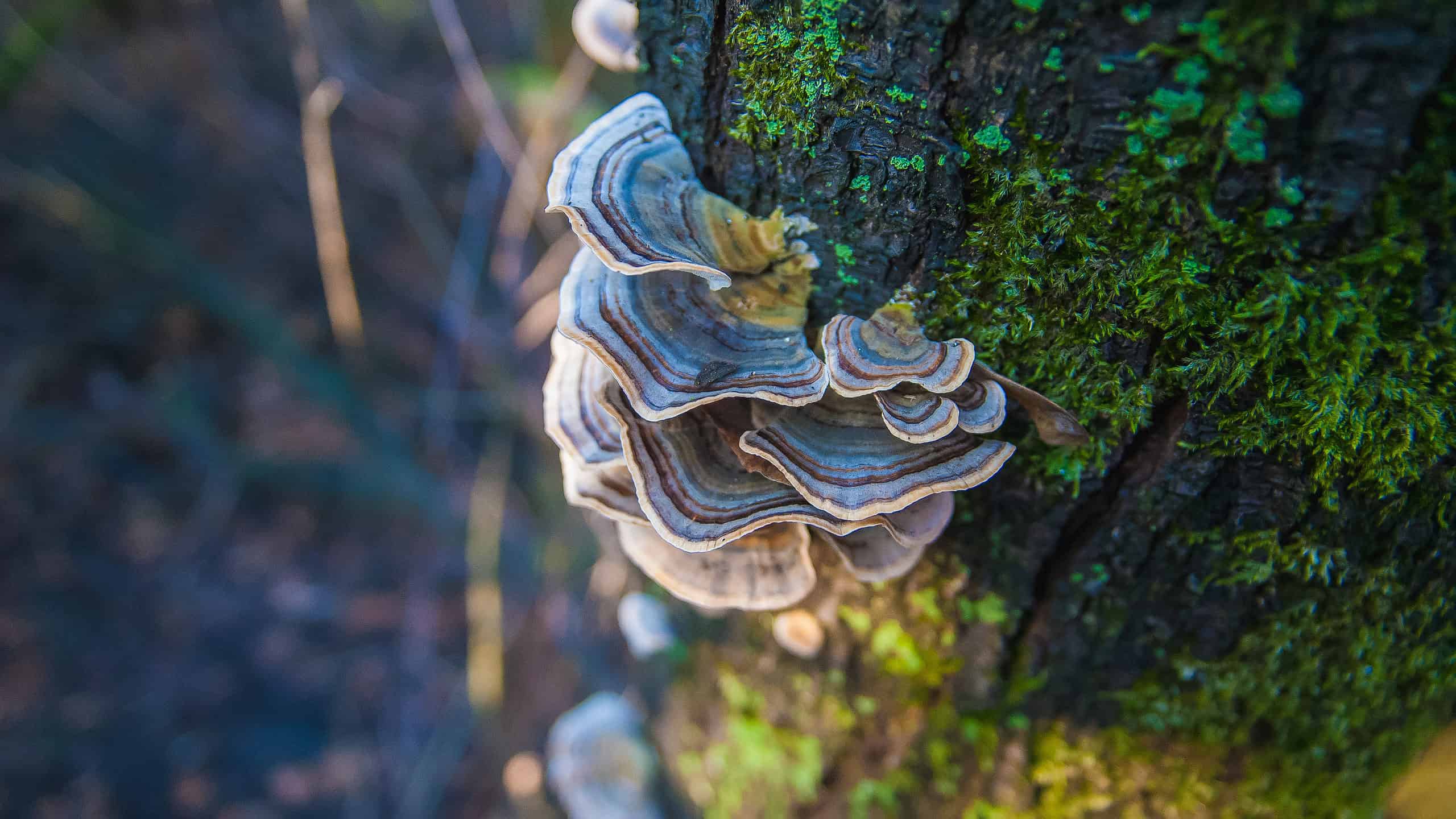 A turkey-tail mushroom growing from the side of a moss-covered tree trunk