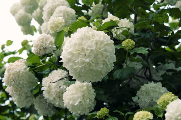 Eastern Snowball Viburnum vs. Chinese Snowball: What's the Difference ...