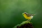 Kentucky Warbler