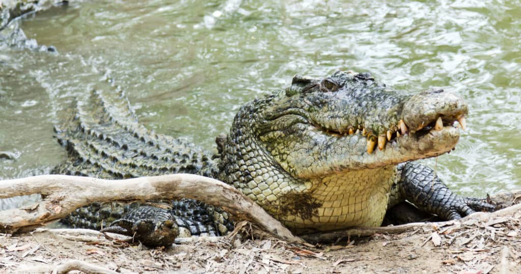 Saltwater crocodile has a speed advantage in the water.