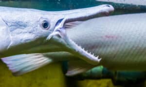 Alligator Gar Teeth: Everything You Need To Know Picture