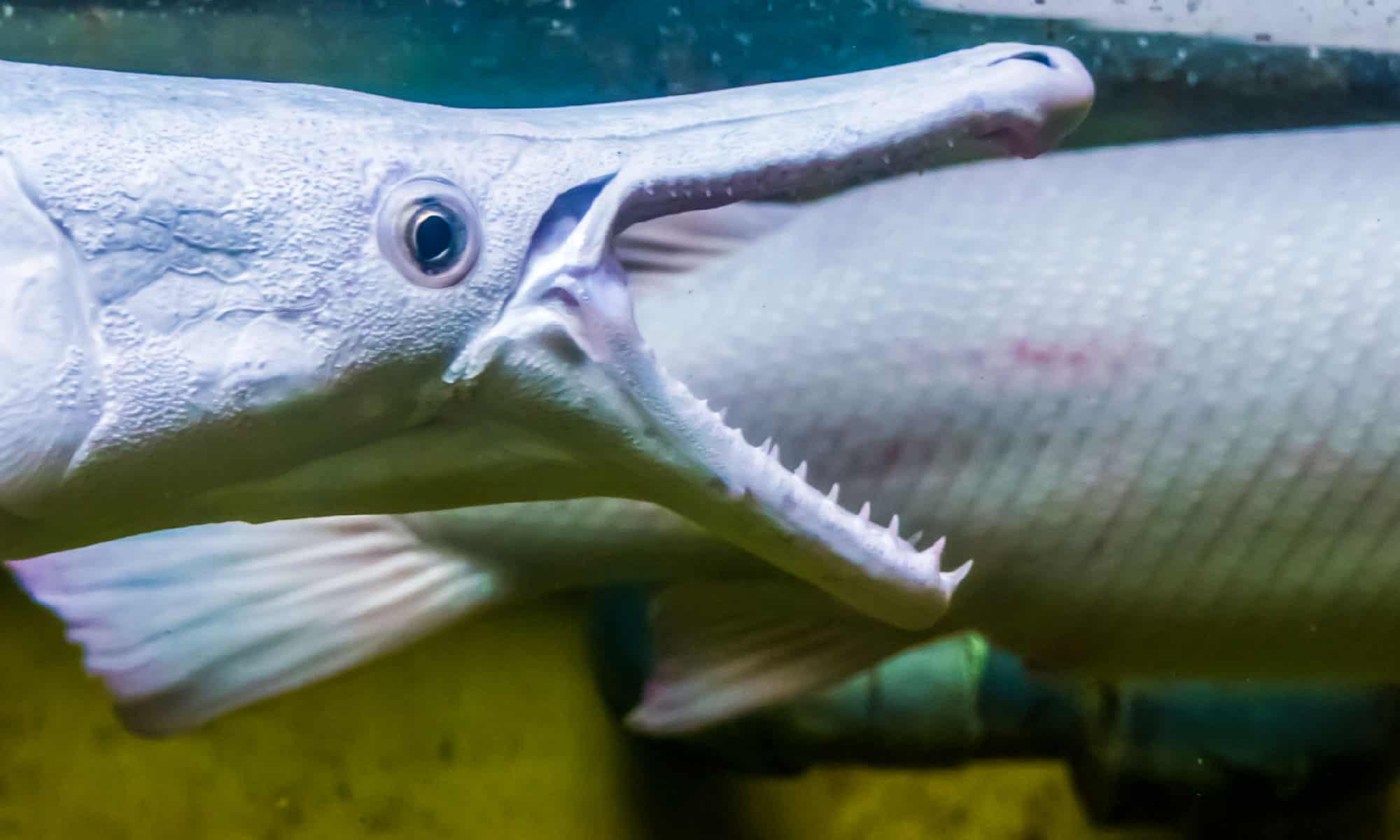 Alligator Gar Fish Facts  Atractosteus spatula - A-Z Animals