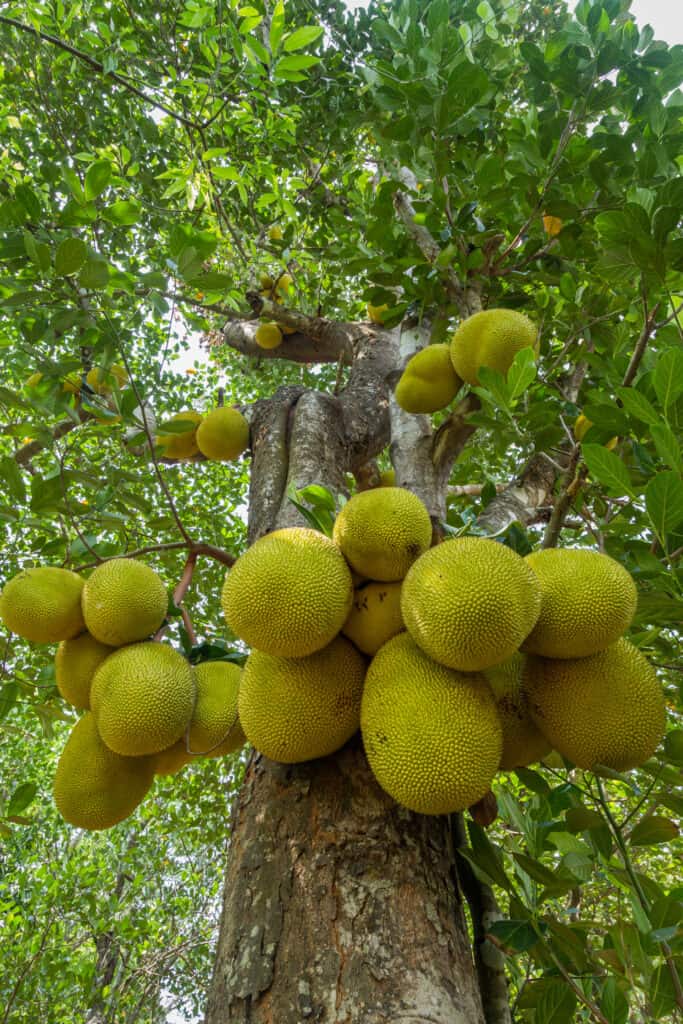 20 or more yellow-green jackfruits growing on a tree. The fruit has a pebbled texture and is enomorous.