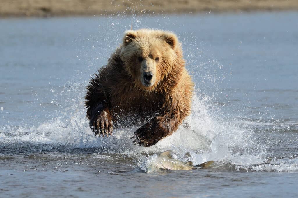 A brownish-rust grizzly bear bounding through an expanse of water. The water is unsettled around the bear, whose massive paws are visible above the water line. 