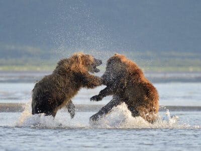 A Watch Two Grizzlies Have a Heated Debate On the Beach
