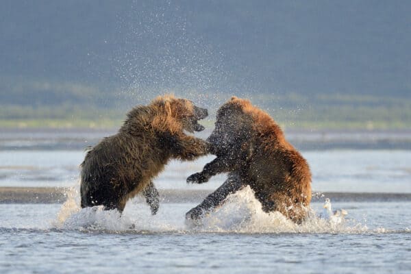 Bears' muscular build, heavy body, sharp claws, and ability to run makes it an animal to be feared and respected.