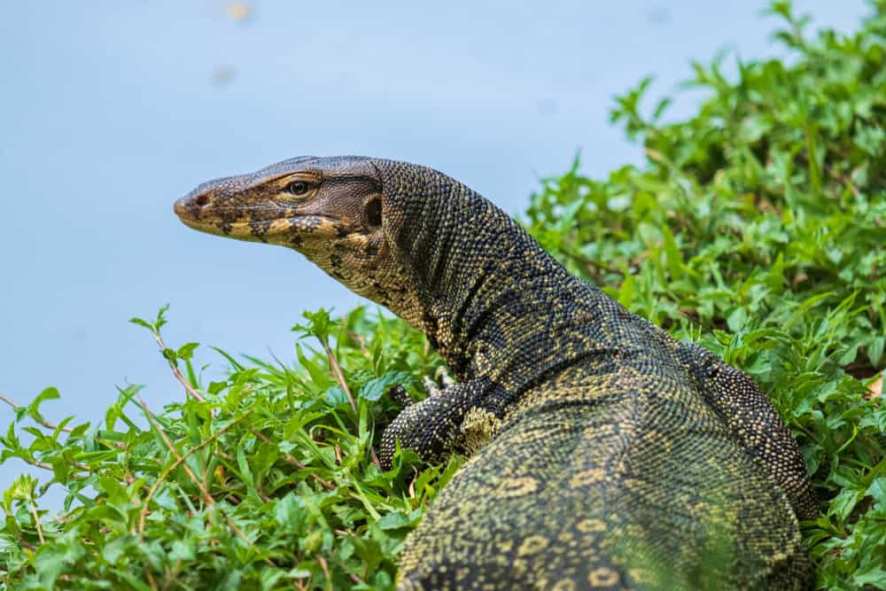 Monitor lizard looks off to left