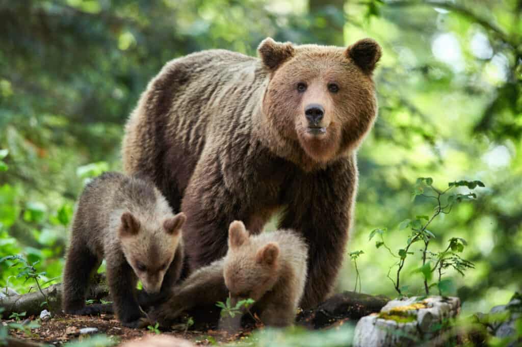 Brown Bear Close Up