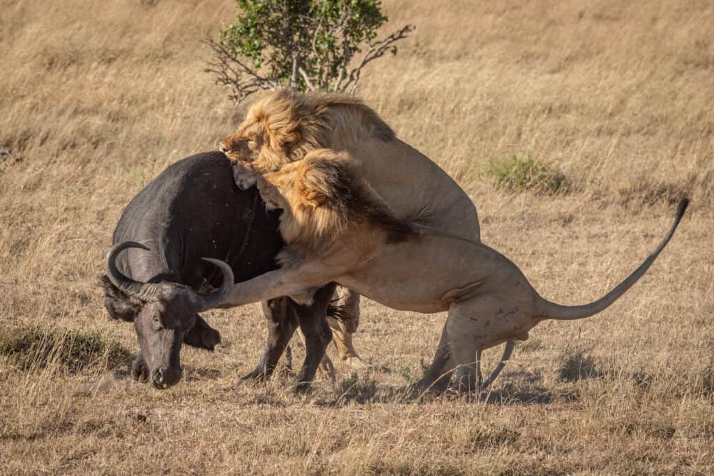 Two males lions attack buffalo