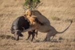 Two male lion attack buffalo from behind