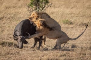 Huge Male Lion Brothers Take Down a Big Buffalo Like It Was Nothing Picture