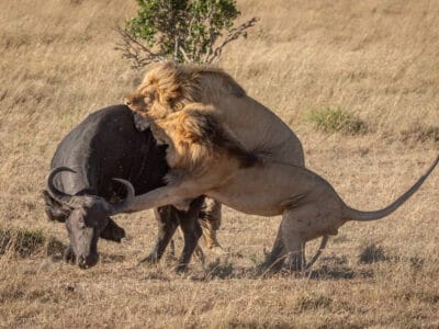 A Watch This Whole Lion Pride Come Together To Take Down A Buffalo