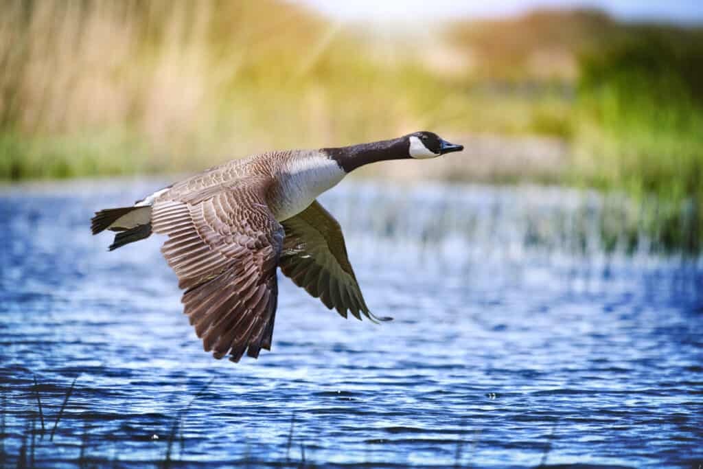 Center frame: Canada Goose flying over water,. The goose's wings are large and spread. The goose is flying low, so low that its wing its almost in the slate blue water. The goose is grey and brown with a long pblack neck, and black head, with a white throat. Out-of-focus natural outdoor background.