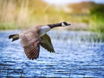 A Goose Quiz: What Do You Know About Geese?