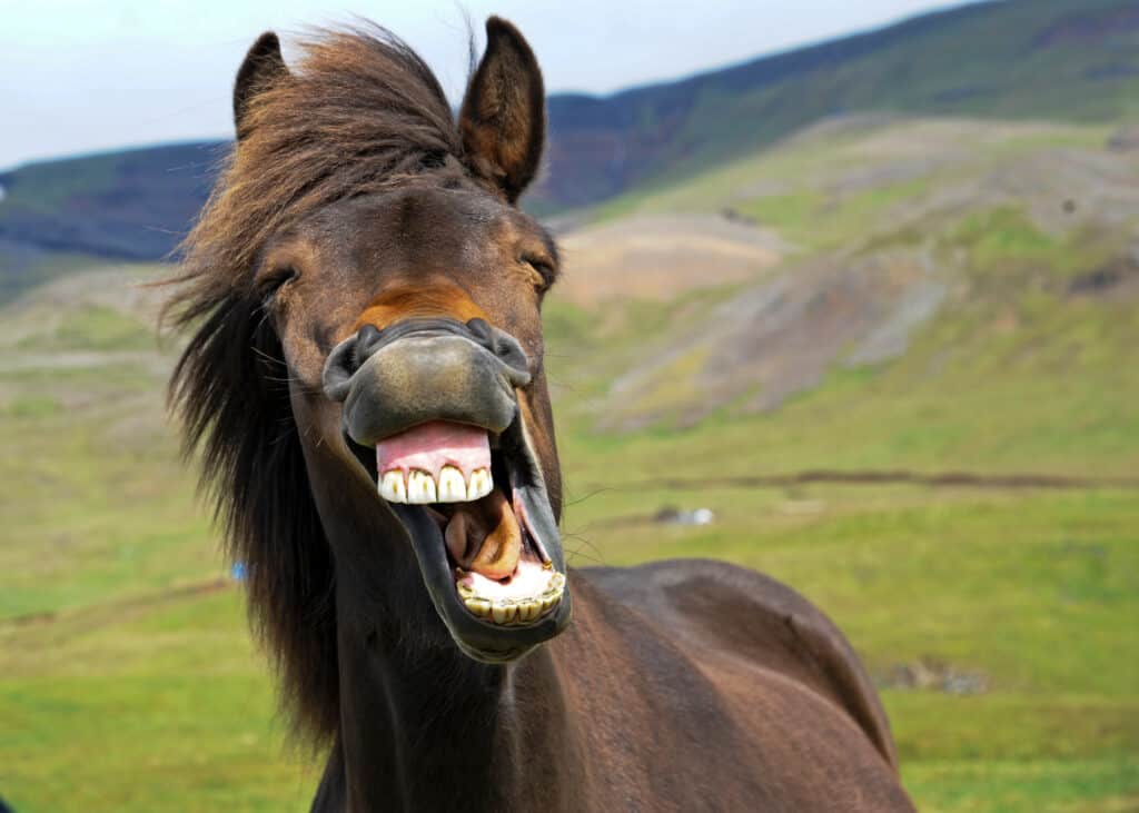 Horse smiling in field