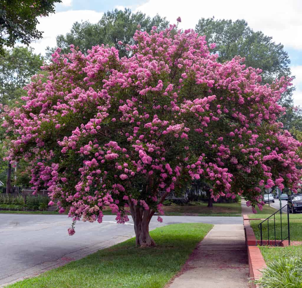 Raspberry colored crepe myrtle tree in full bloom