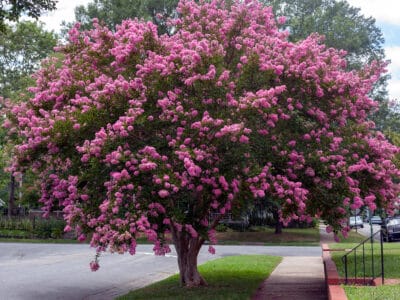 A 8 Beautiful Pink Flowering Trees