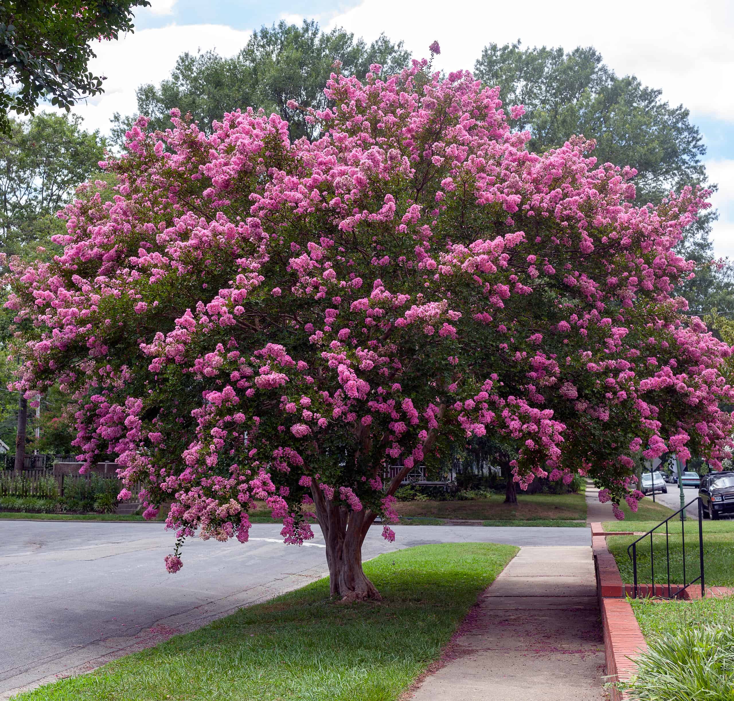 When Do Crepe Myrtles Bloom? Discover Peak Season by Zone - A-Z Animals