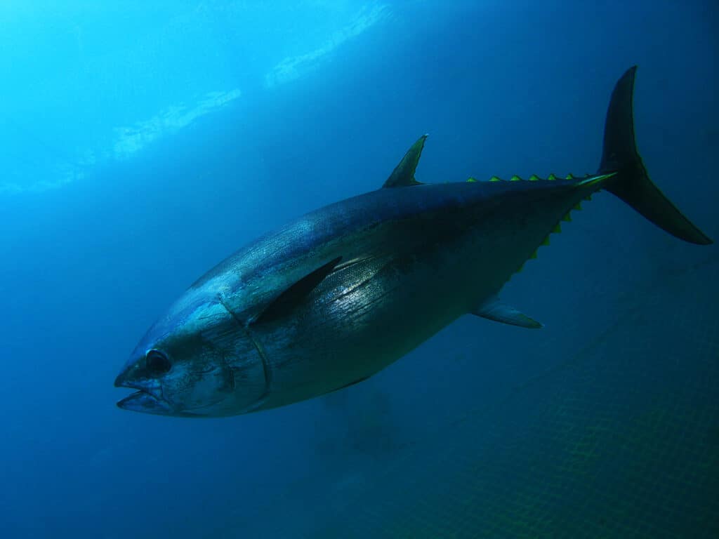 Bluefish tuna swims in the ocean with a fishing net in the background