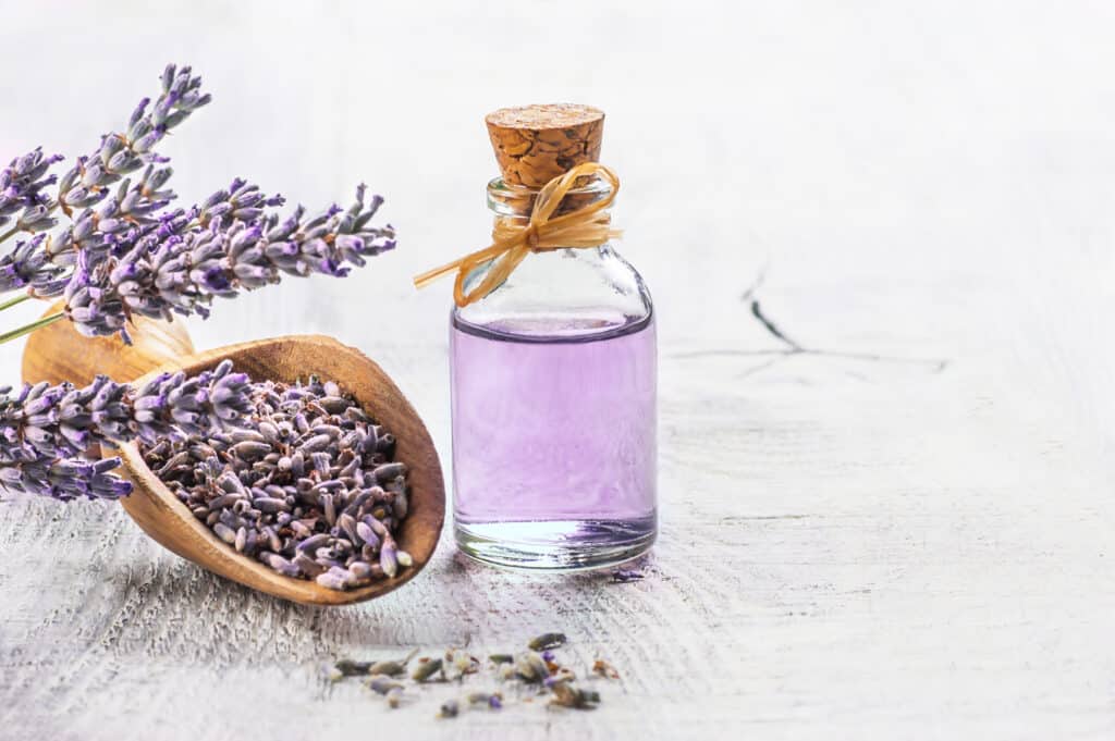 lavender flowers in scoop with bottle of lavender oil beside