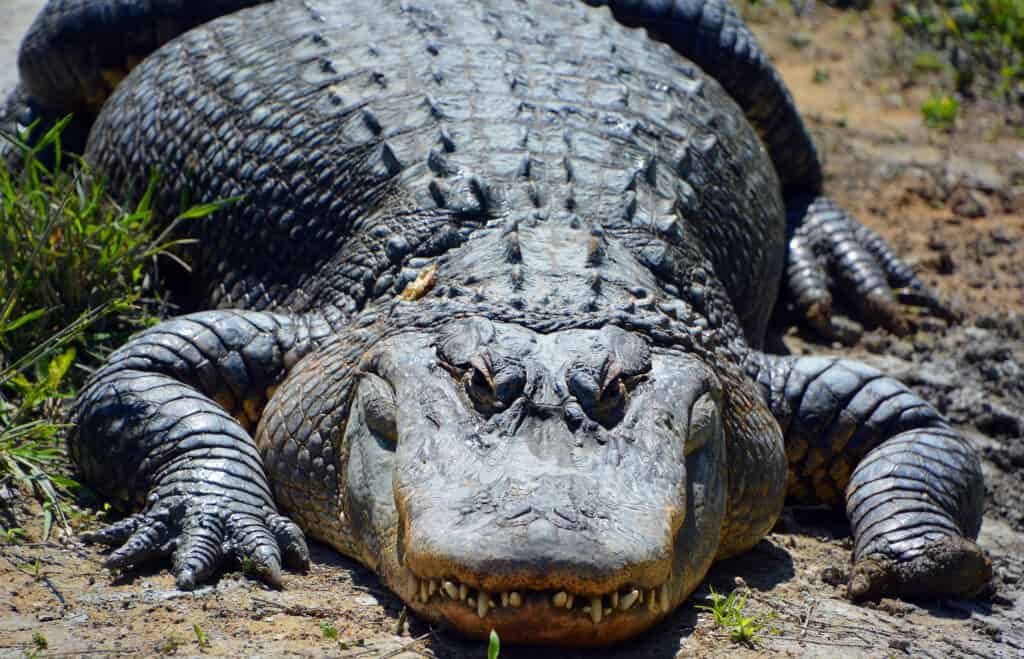 Vue frontale d'un grand alligator