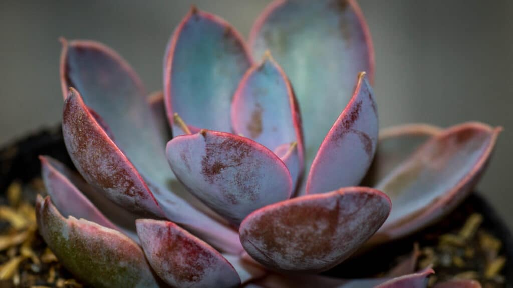 Closeup of an Echeveria Purple Pearl plant