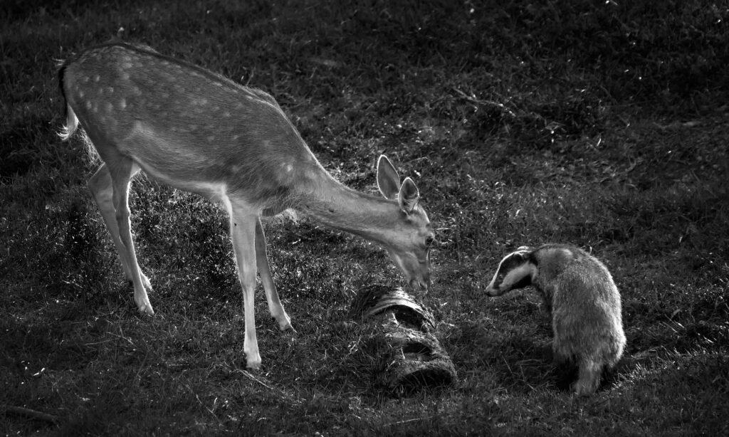 Badger and deer