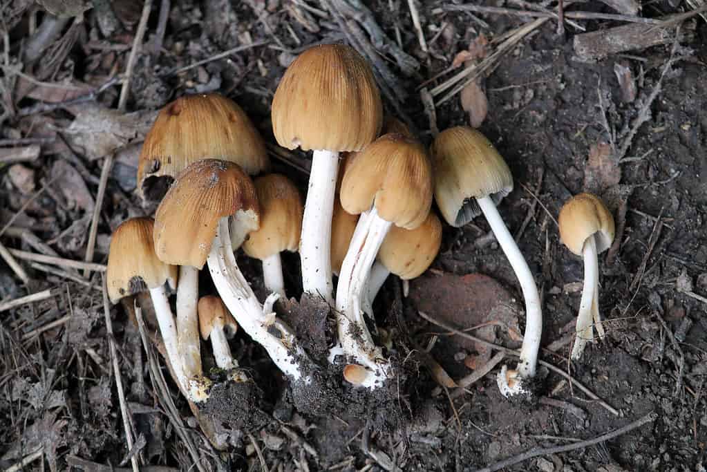 Cluster of coprinellus micaceus or mica cap mushrooms growing in dirt
