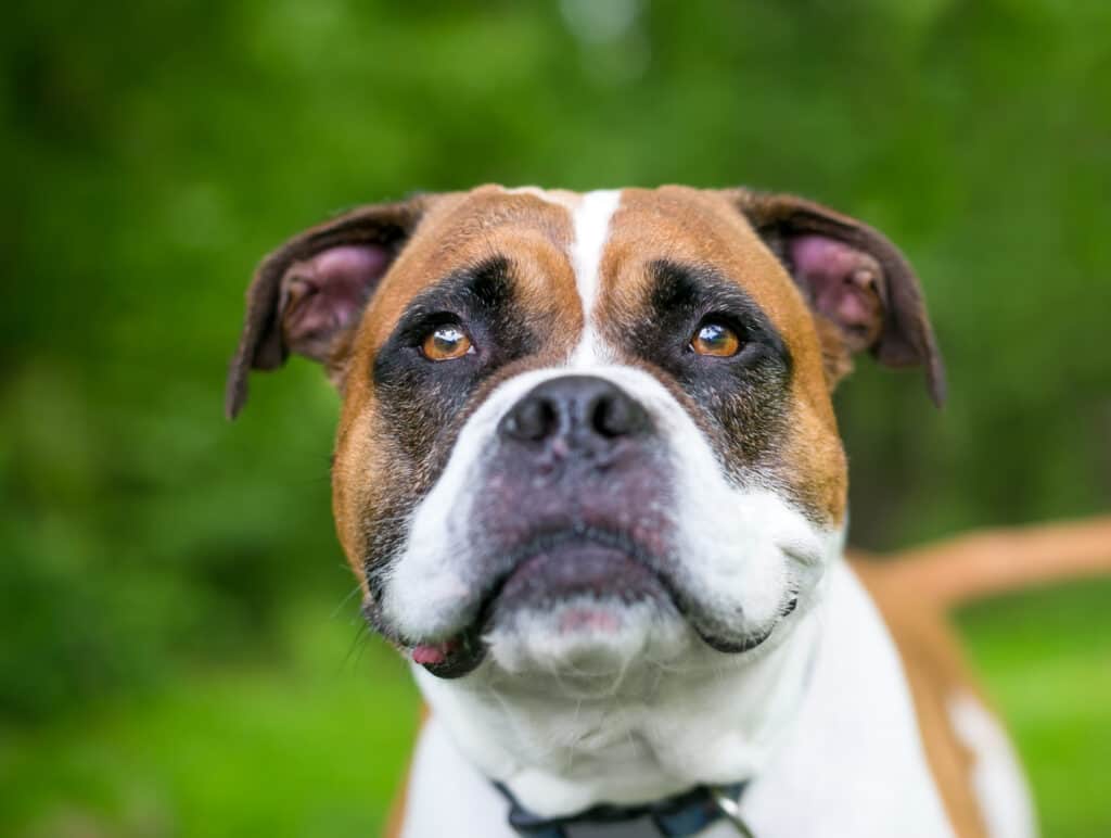 Boxer bulldog mix