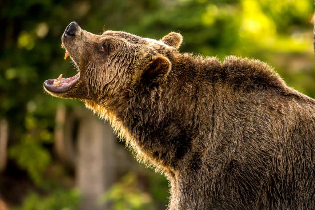 smoky mountains bear fighting wolves