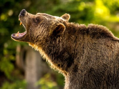 A Where are the Most Grizzly Bears Found in Yellowstone National Park?