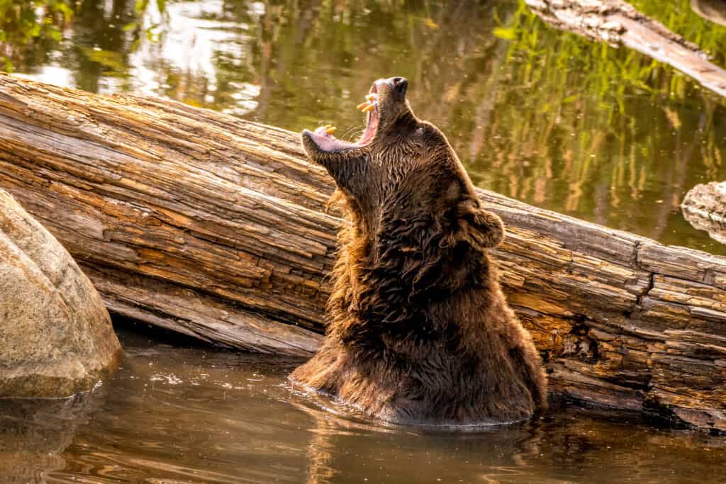 Grizzly Bear Emerging from Water