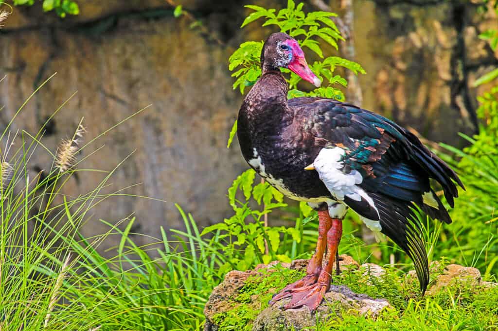 A Spur-Winged Goose, frame right, body facing left, bird looking right,  The bird has primarily dark feathers., though thawing is beautifully iridescent, featuring pink, orange, blu,and yellow hues. The front part of its wing, however, is white. The bird has long red legs and webbed feet with three toes. Natural background / surrounding of greenery and rock outcropping. 