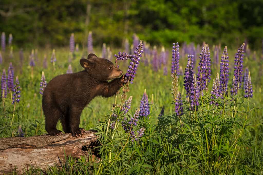 Bear cub on log with flowers