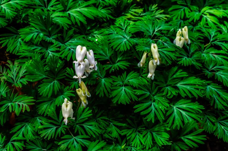 Dicentra canadensis (squirrel corn) with flowers