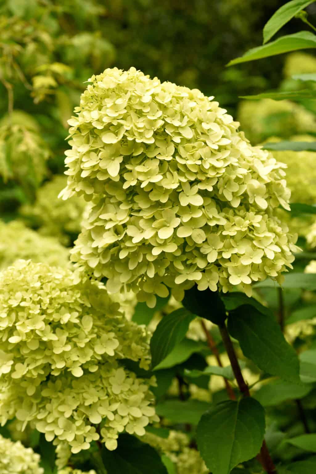 White Wedding Hydrangea vs Limelight Hydrangea: Two Beautiful Varieties ...