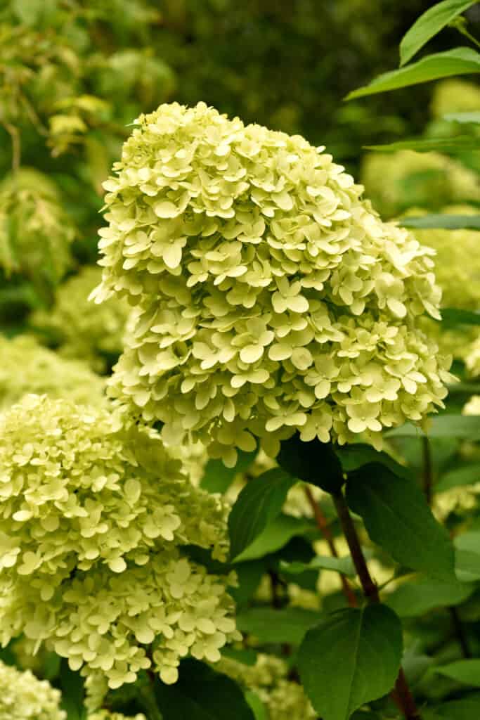 limelight hydrangea blooms