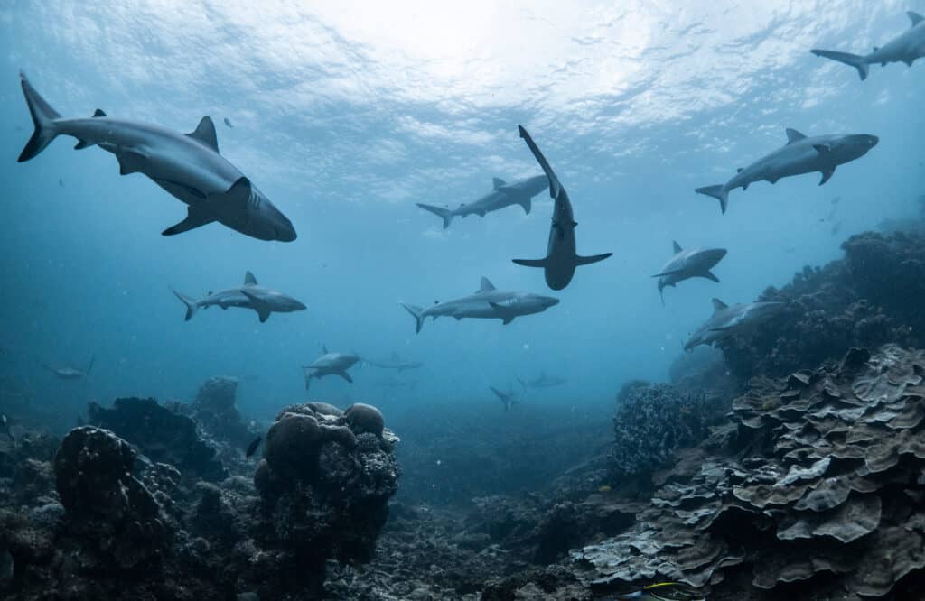 Sharks swimming next to a reef