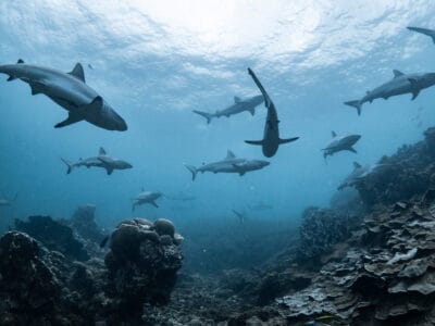 A Marine Biologist Explains What Happens if All Sharks Disappear